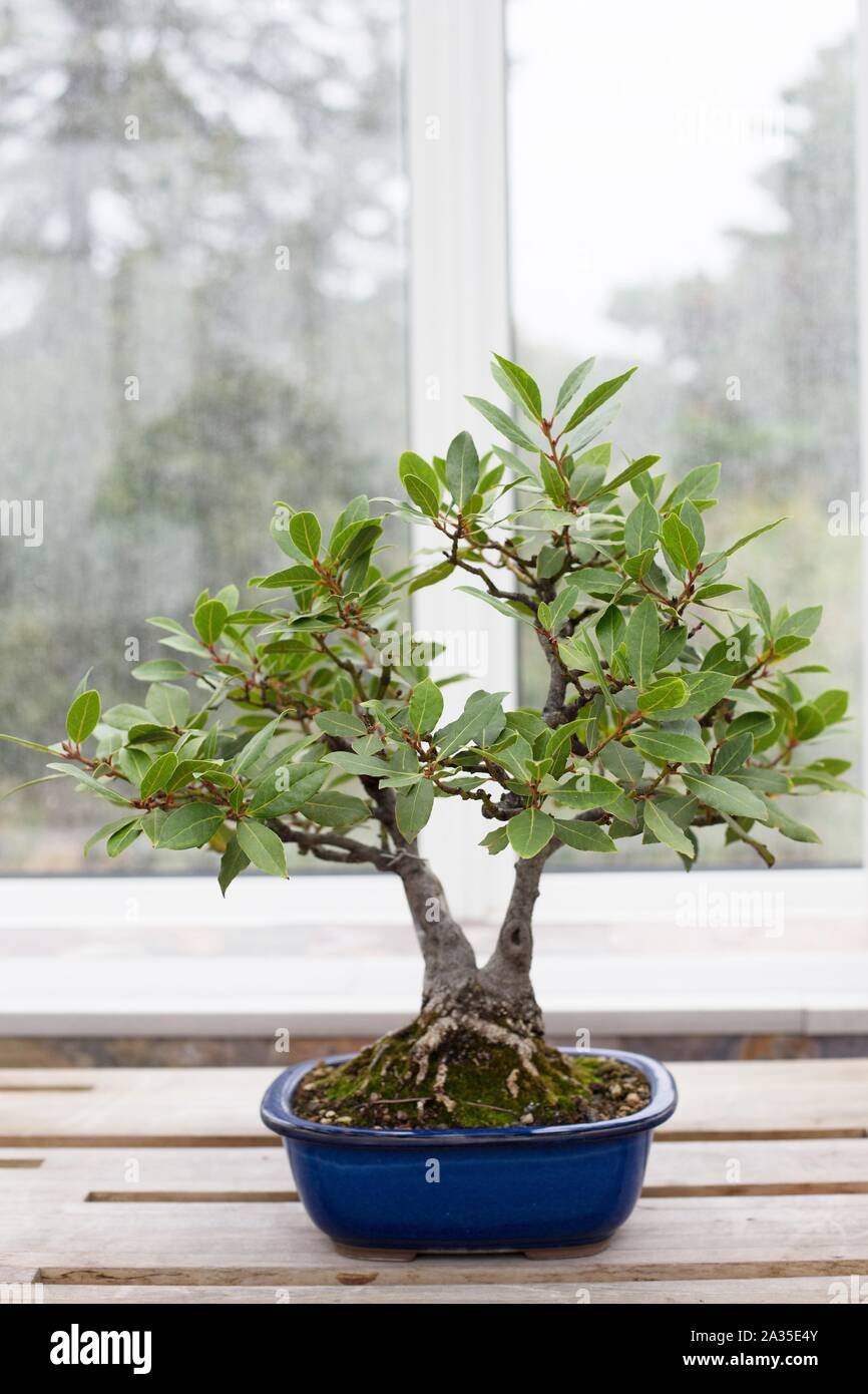 Laurus Nobilis Sweet Bay bonsai at Como Conservatory in St. Paul,  Minnesota, USA Stock Photo - Alamy