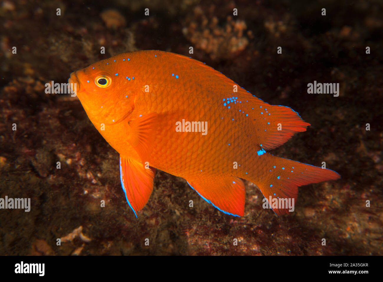 Hypsypops rubicundus, Garibaldi Stock Photo