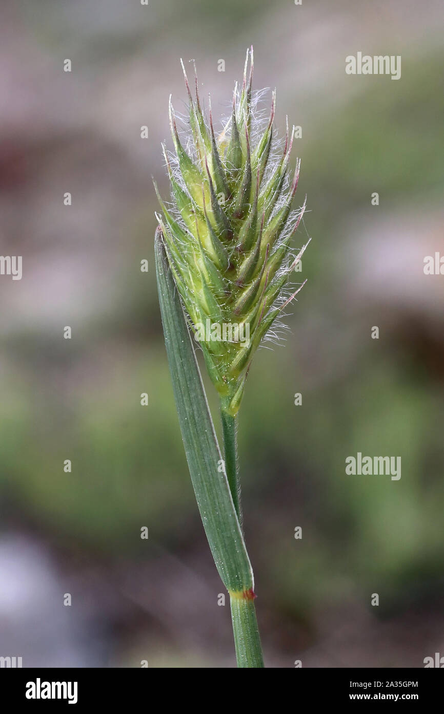 Agropyron 2024