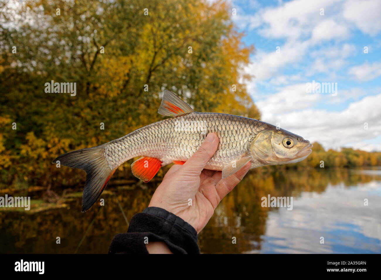 Indian Chub