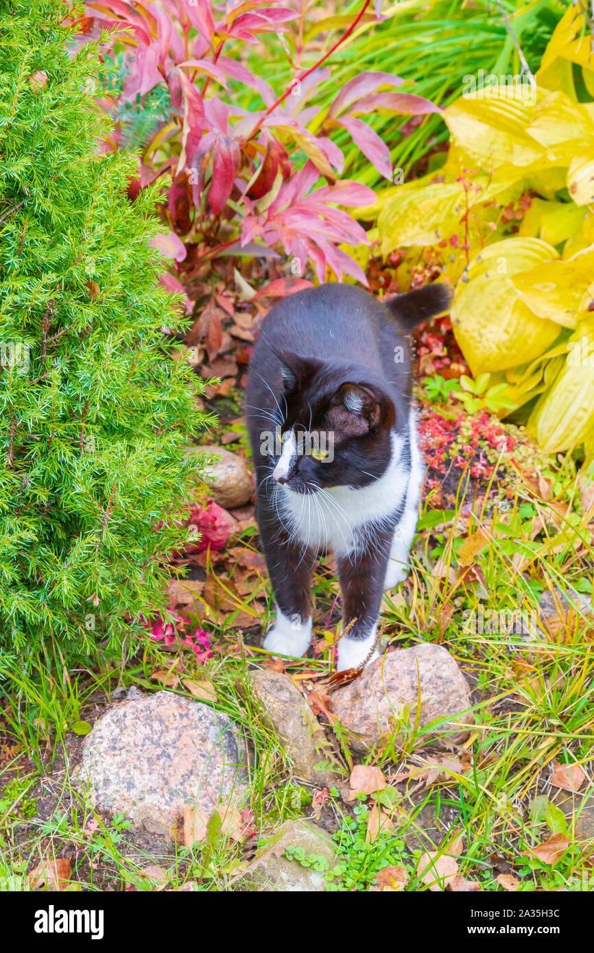 Black and white cat walks in the yard in autumn Stock Photo - Alamy