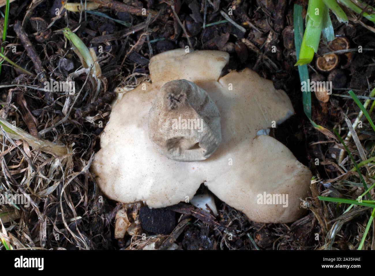 Geastrum fimbriatum (sessile earthstar) was here found at the base of a yew tree in a churchyard in North Wales. Stock Photo