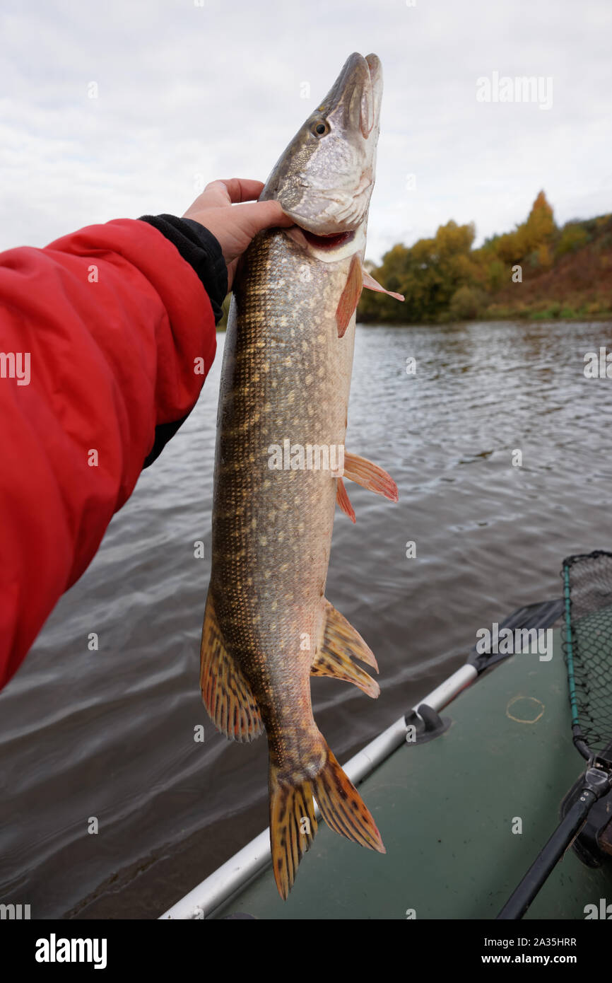 Pike net hi-res stock photography and images - Page 2 - Alamy