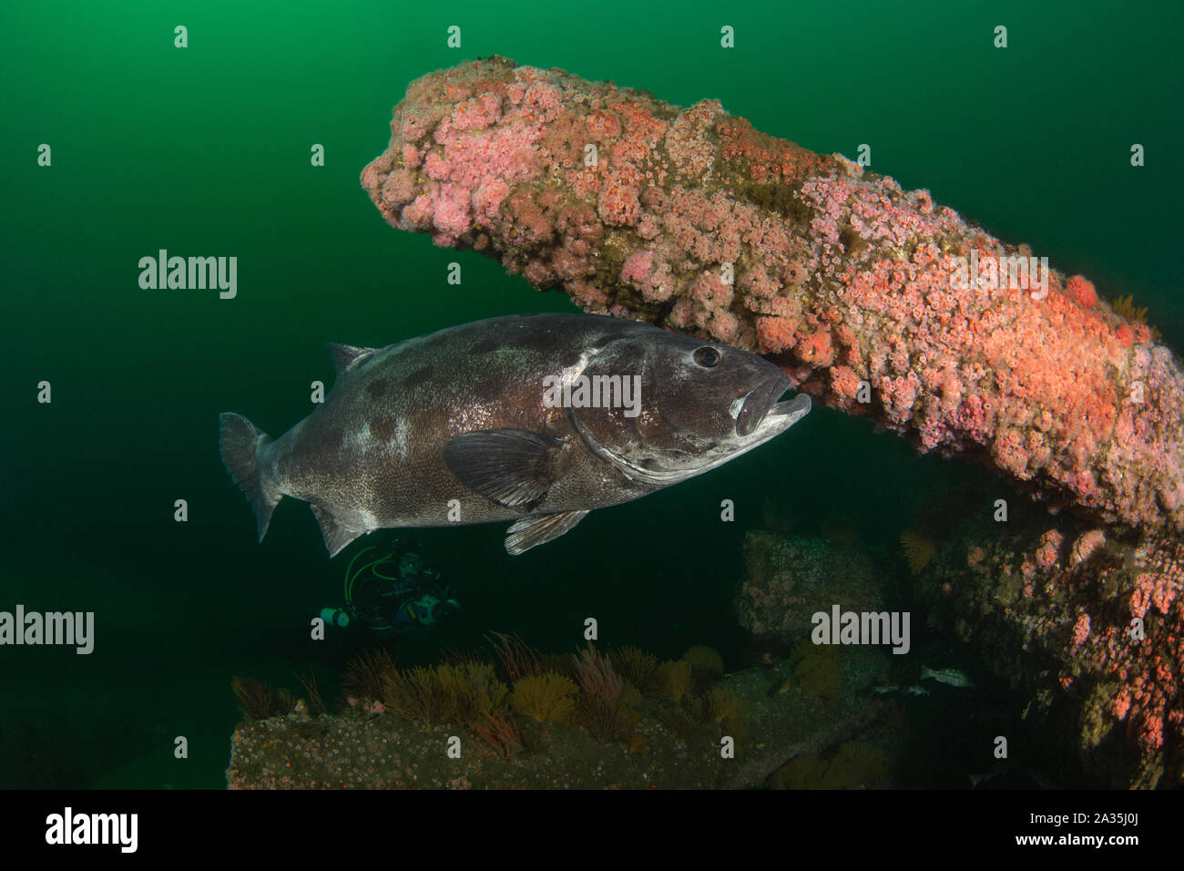 Hermosa Beach Artificial Reef Stock Photo