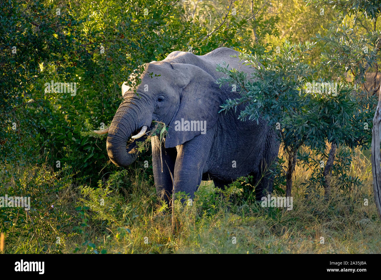 One Elphant One elephant ears hi-res stock photography and images - Alamy