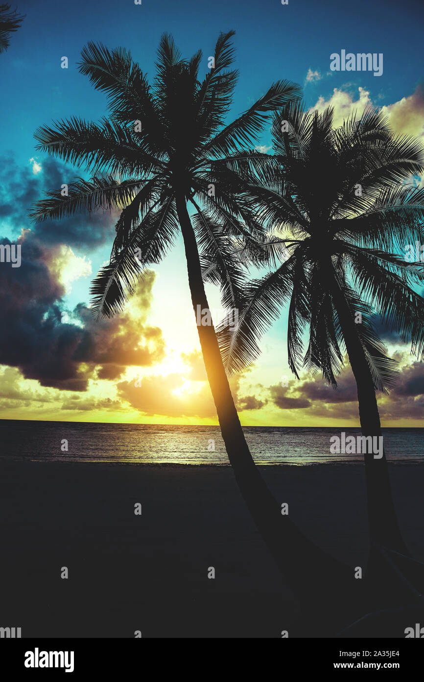 The sun rises by the trees on the beach Stock Photo - Alamy