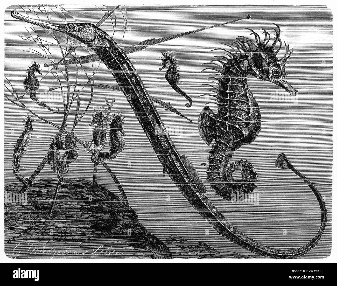Sea horse, fishes, seepferchen, seepferd, seenadel, sea dwellers,  Meeresbewohner, Seepferchen, Seenadel Stock Photo
