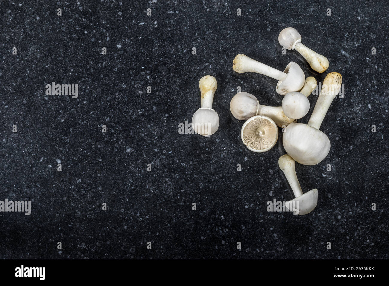 A group of white mushrooms isolated on dark background. Stock Photo