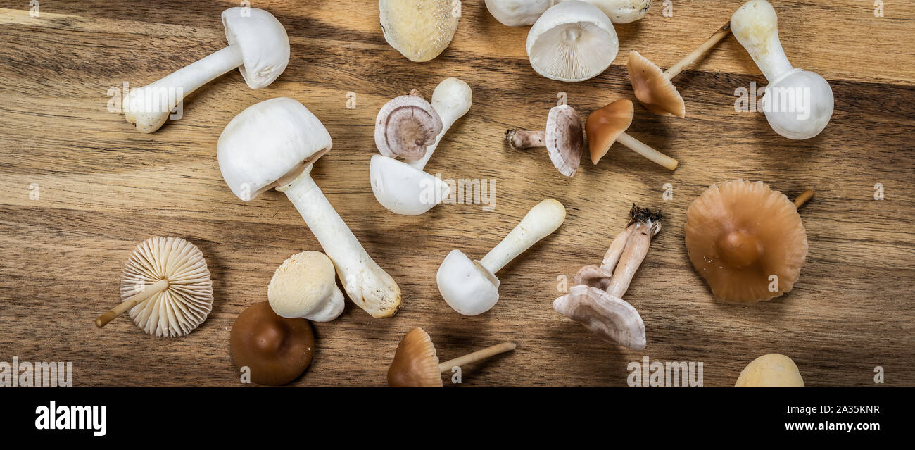 Wide image of different kind of white and brown tiny mushrooms, fresh fungi from the garden. Spread out on a wooden cutting board. Top view. Autumn t Stock Photo
