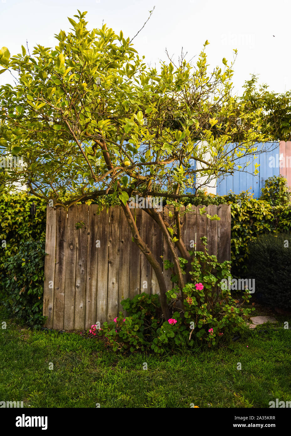 Backyard Lemon Tree Stock Photos Backyard Lemon Tree Stock