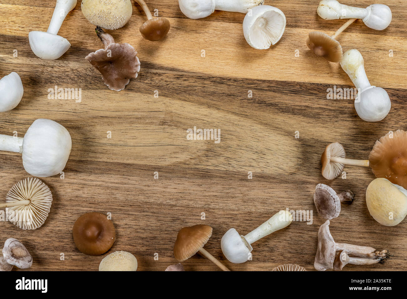 Mushroom autumn frame. Collection of white and brown tiny mushrooms on wooden background. Stock Photo