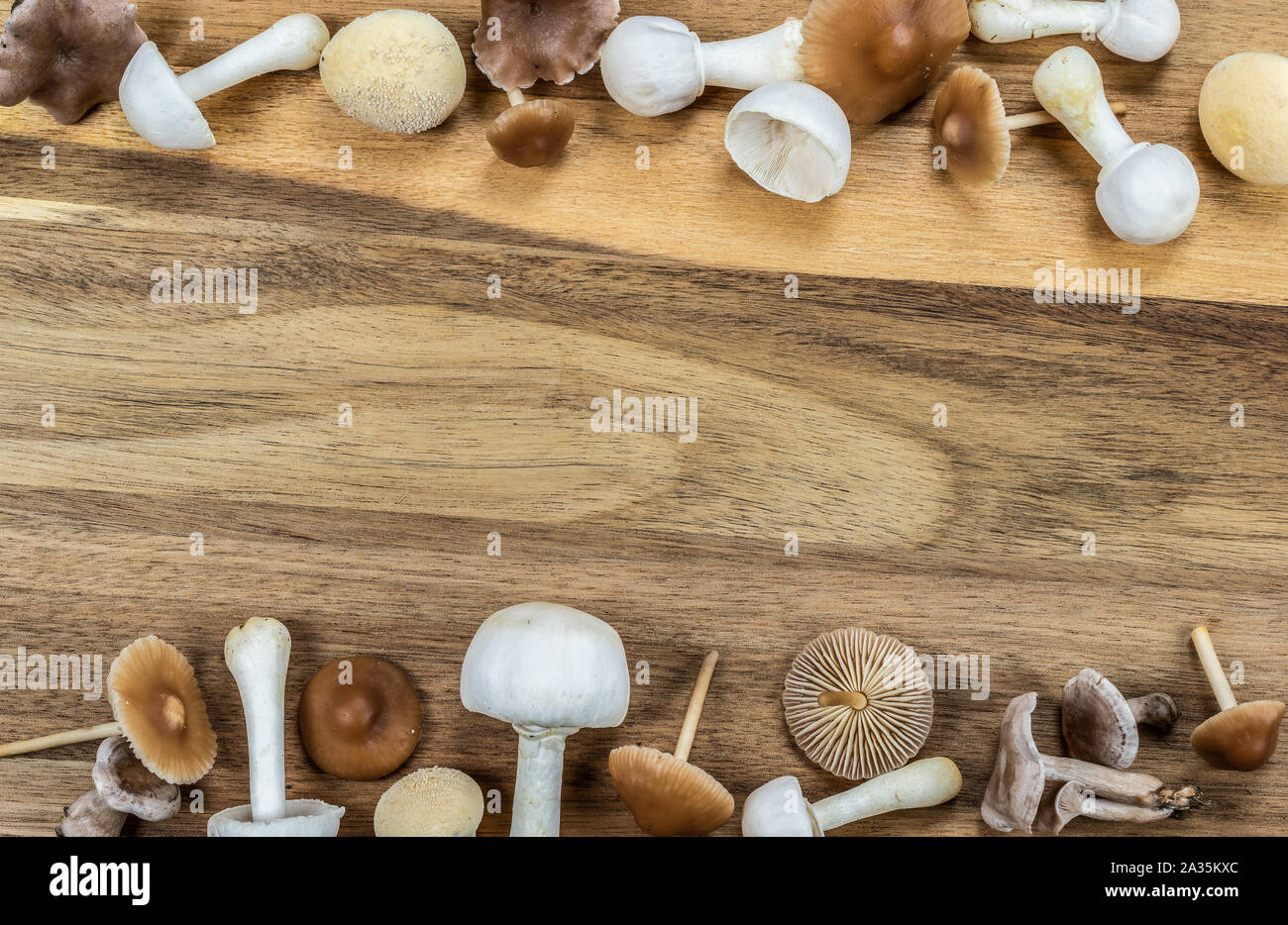Two horizontal borders with different tiny mushrooms on wooden background. Stock Photo
