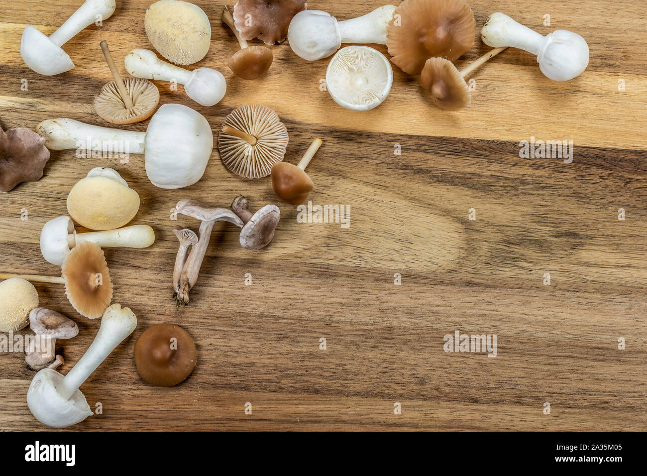 A group of different edible and poisonous mushrooms from the garden lawn. Autumn background. Stock Photo