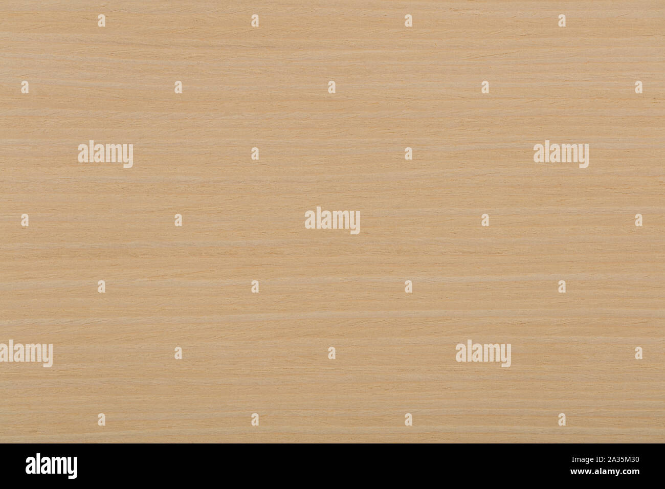 Natural ash veneer background in adorable light beige color. High quality wooden texture Stock