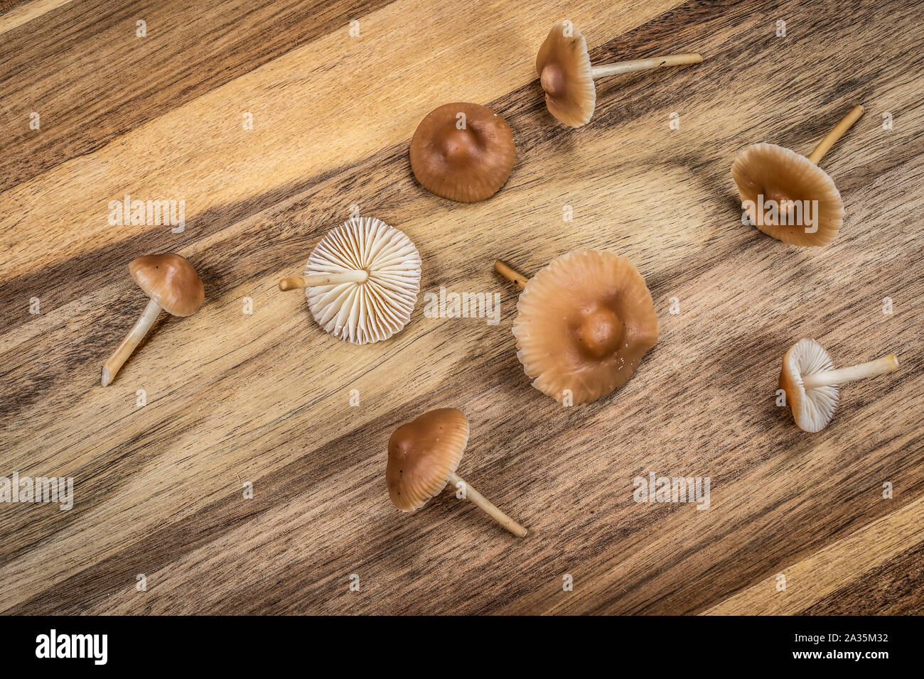 Tiny brown edible fungus on wooden cutting board, small fresh mushrooms from the garden. Marasmius oreades. Stock Photo
