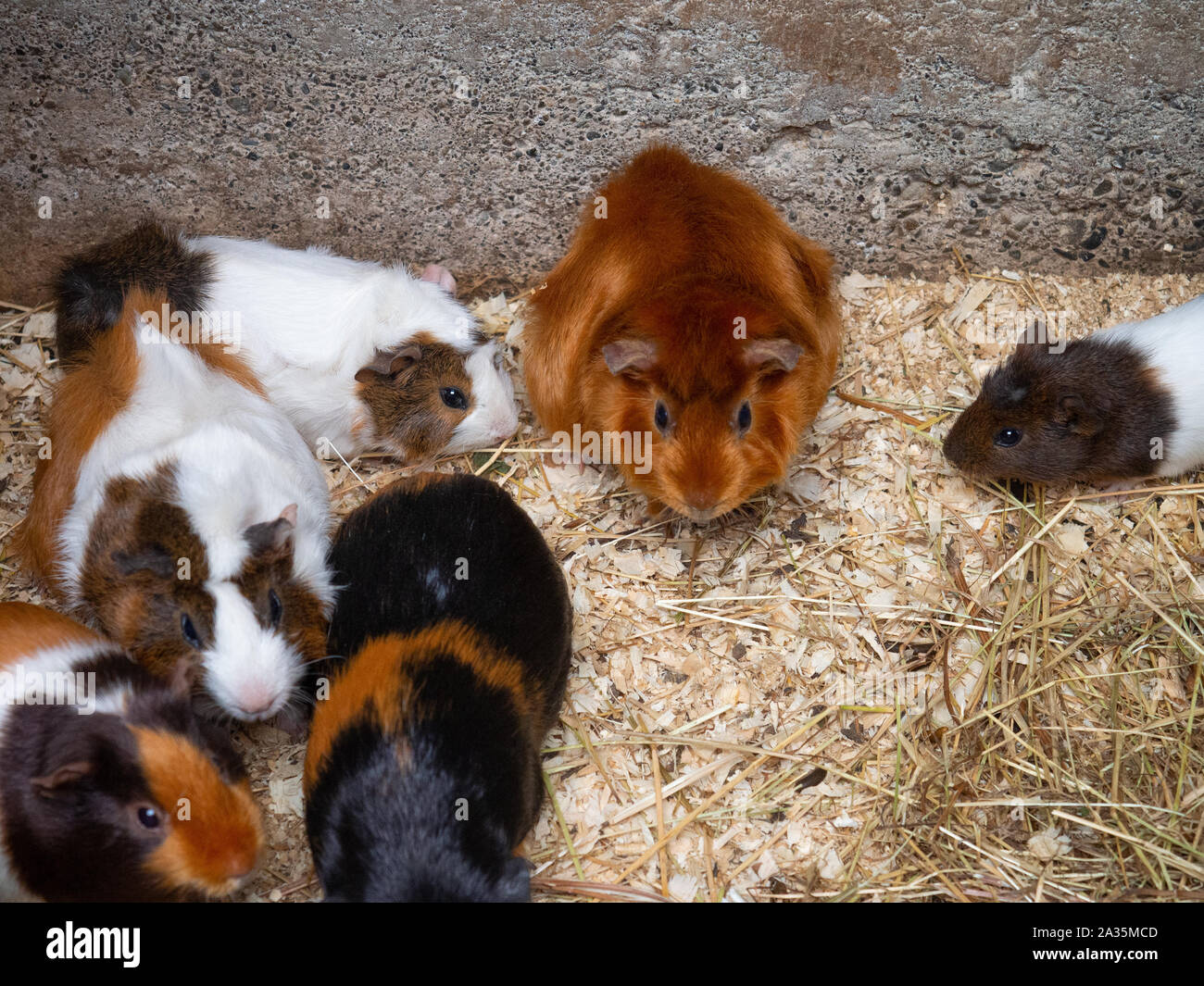 Multiple Guinea Pigs Huddled Together Stock Photo Alamy