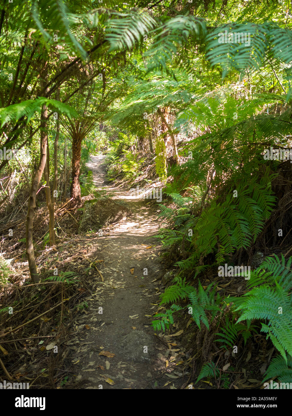 Dirt track of Lilly Pilly Gully Circuit, Wilsons Promontory, Victoria, Australia Stock Photo