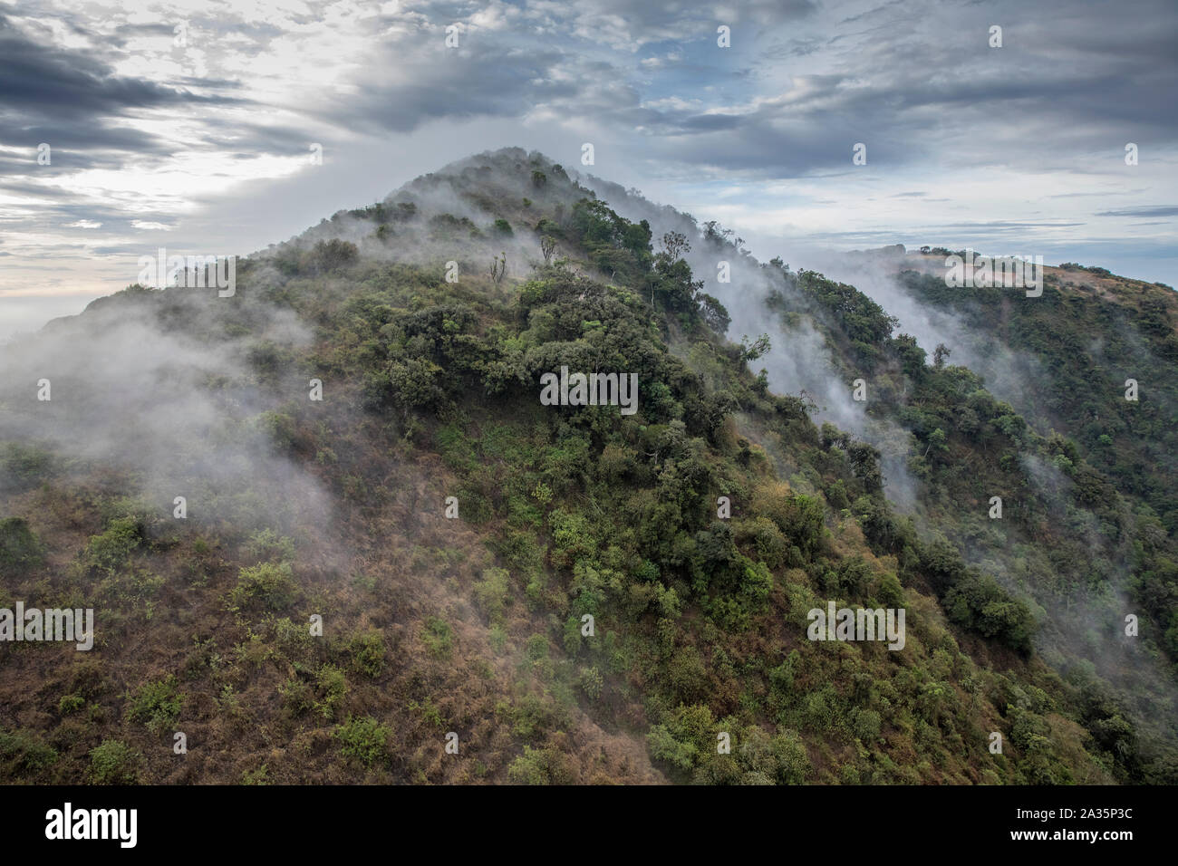 Africa, Kenya, Ngong Hills Nature Reserve, Aerial view of forest