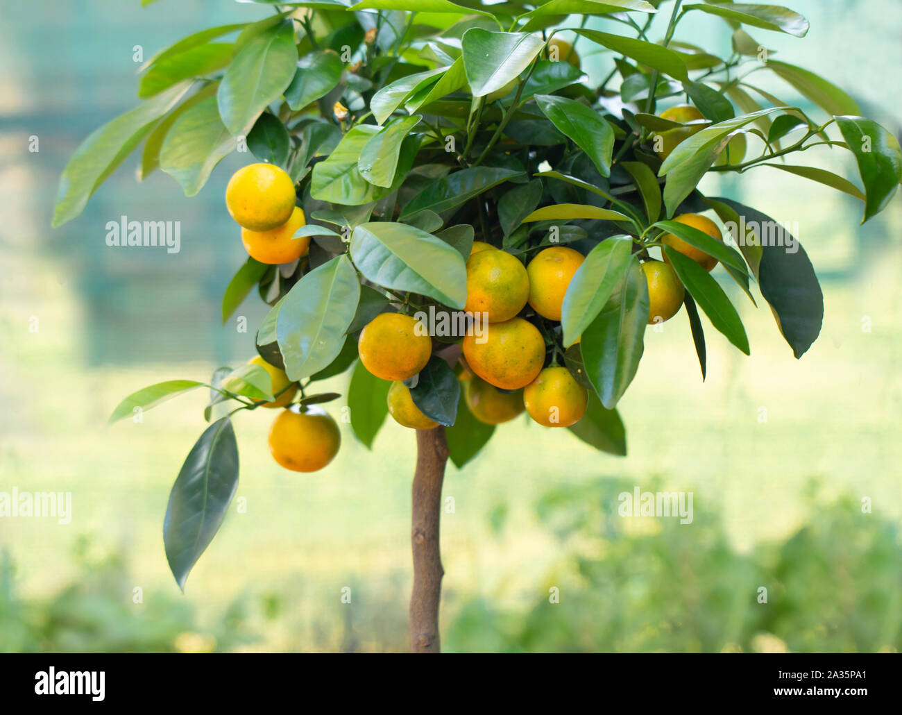 calamondin tree with ripe calamondin fruit Stock Photo