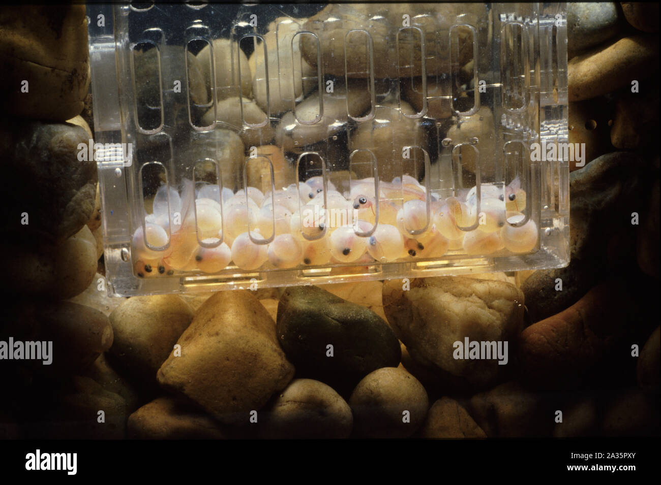Eggs and fry of trout in a Vibert box for restocking Stock Photo Alamy