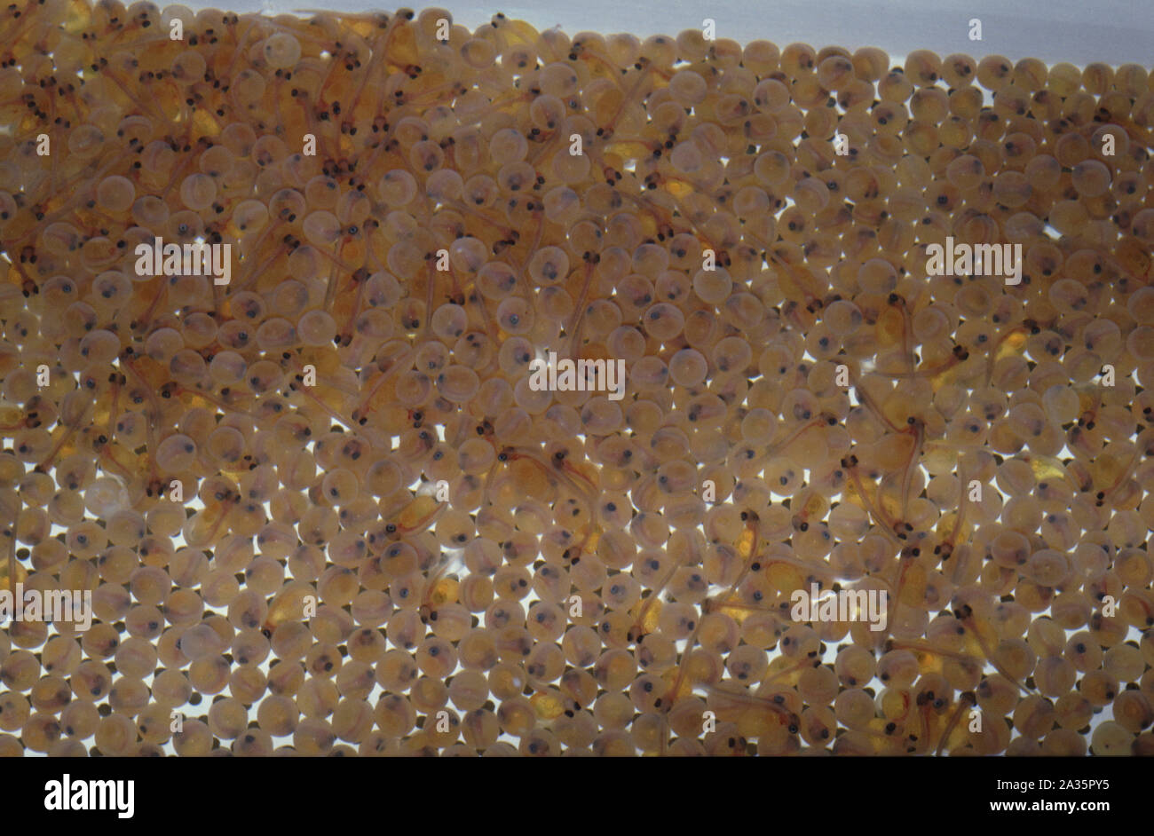 Angler fish eggs hires stock photography and images Alamy