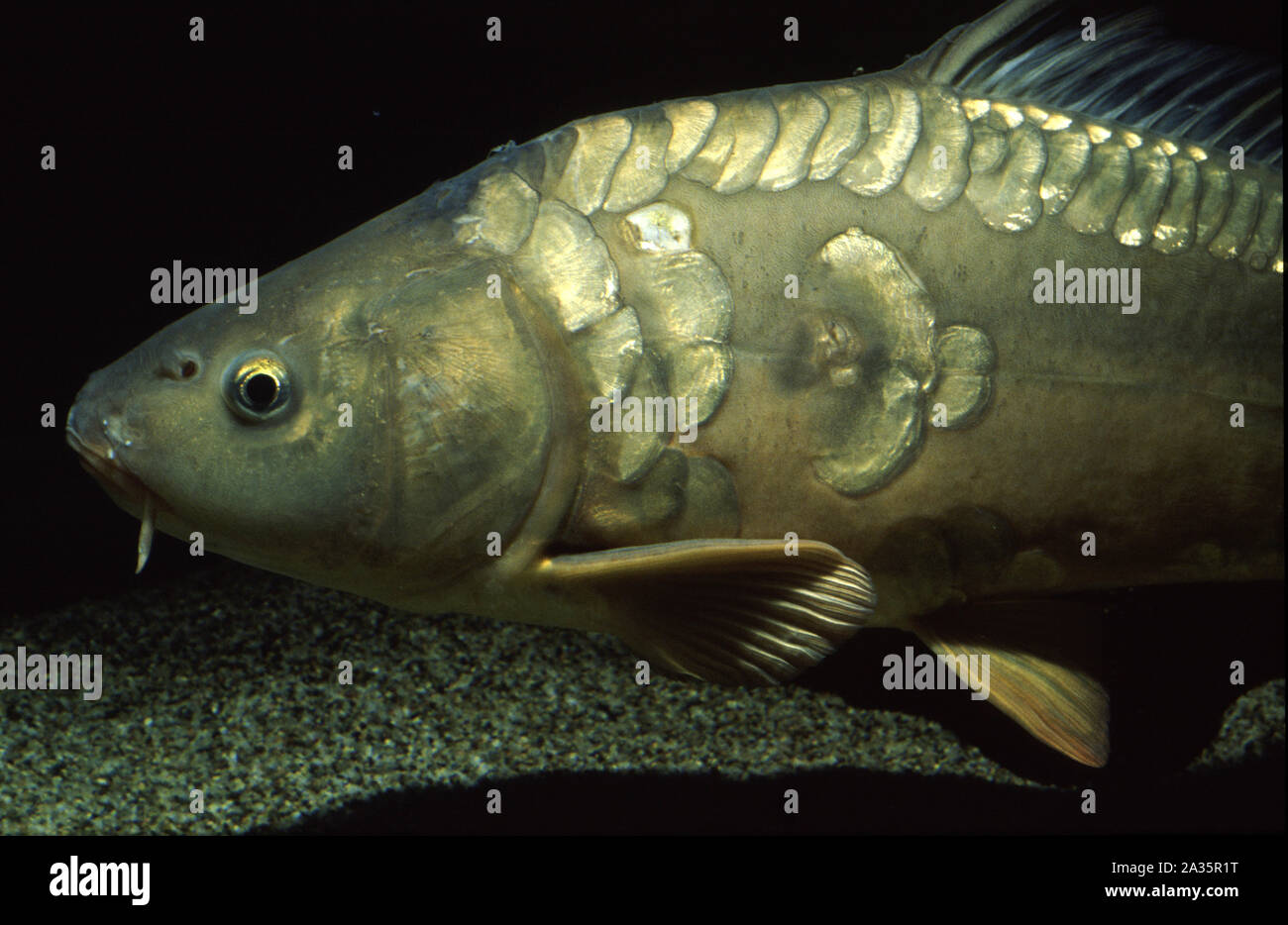 Mirror carp, Cyprinus carpio Stock Photo