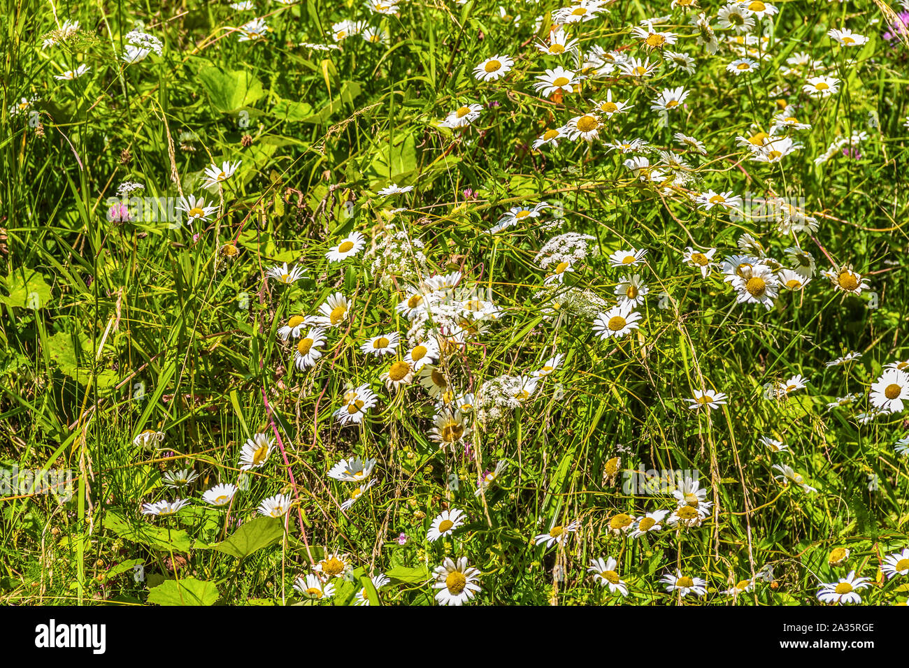Chamomile Carpet High Resolution Stock Photography and Images - Alamy