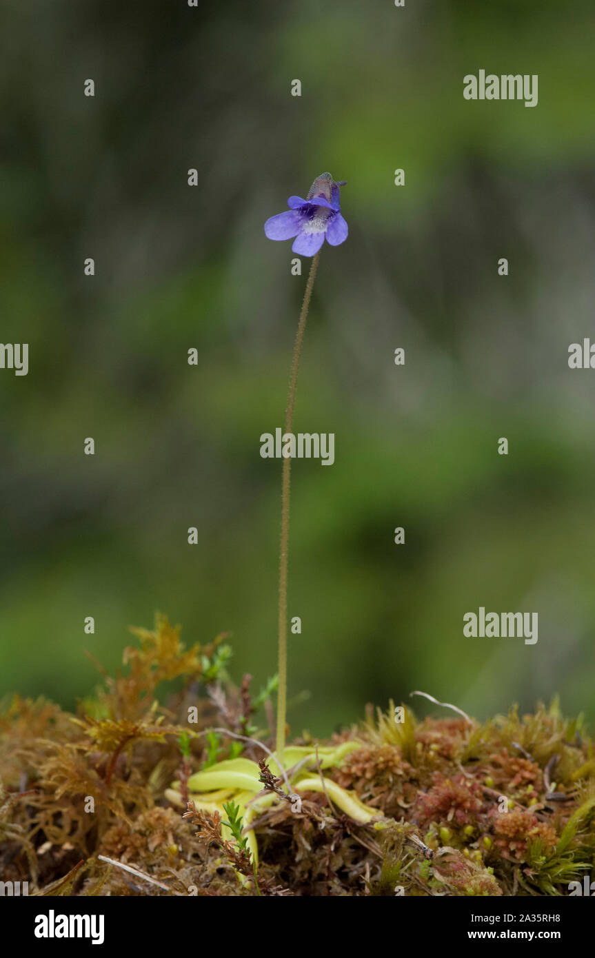 Butterwort (Pinguicula vulgaris), a carnivorous plant, Hilmo Norway
