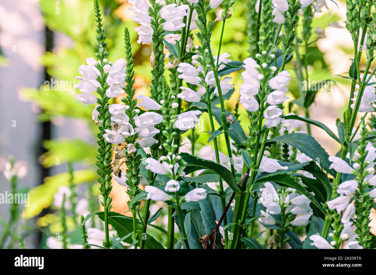 White Physostegia virginiana, Crown of Snow, bushes of wild white flowers, Crystal Peak White Stock Photo