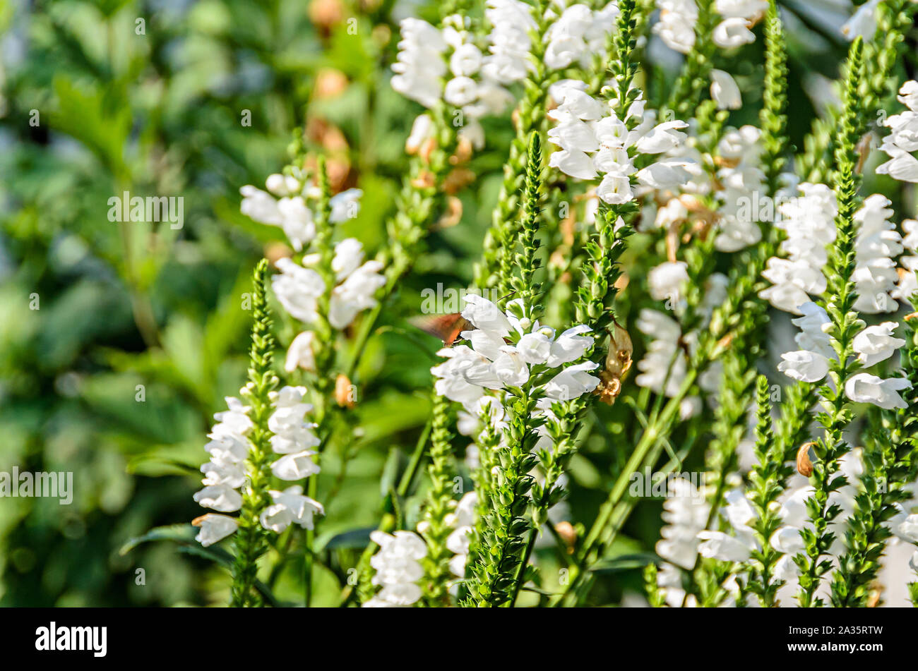 White Physostegia virginiana, Crown of Snow, bushes of wild white flowers, Crystal Peak White Stock Photo