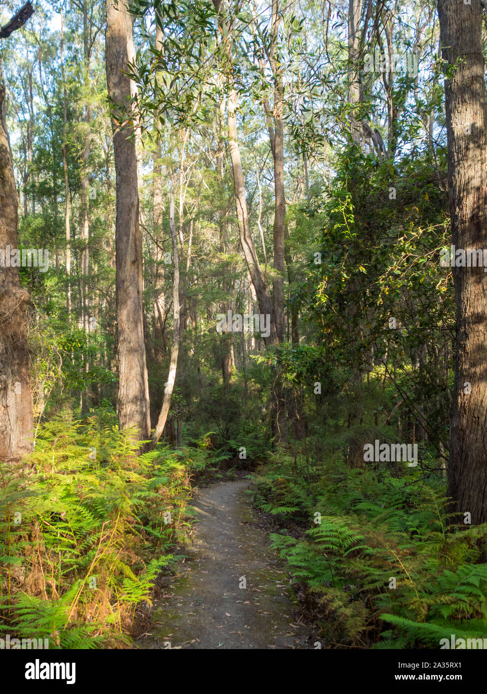 McKenzie River Rainforest Walk lush vegetation Stock Photo