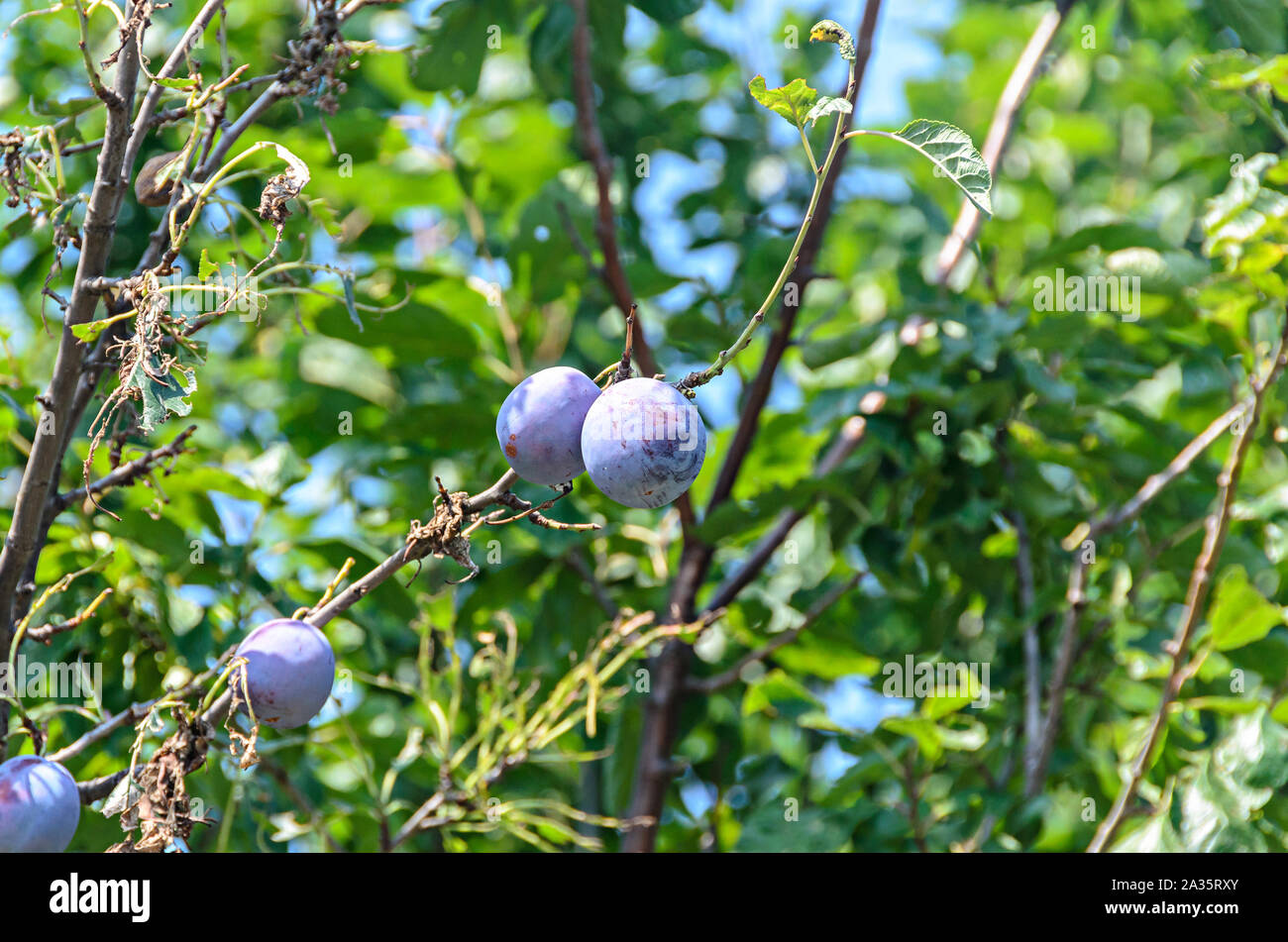 Prunus domestica tree with plum fruits hanging on branches, close up ...
