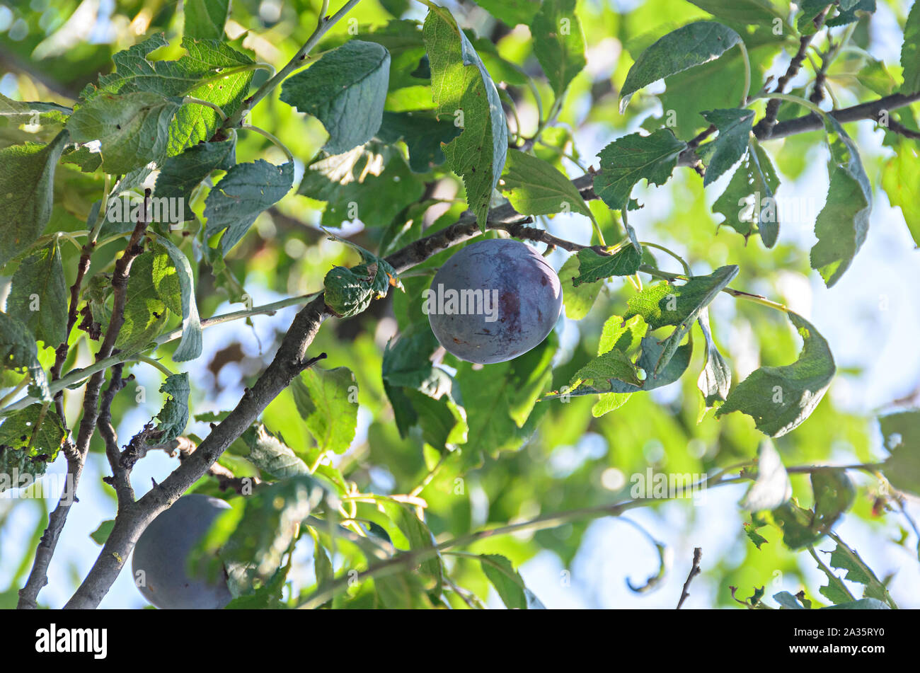 Prunus domestica tree with plum fruits hanging on branches, close up ...