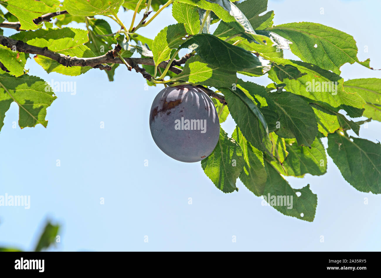 Prunus domestica tree with plum fruits hanging on branches, close up ...