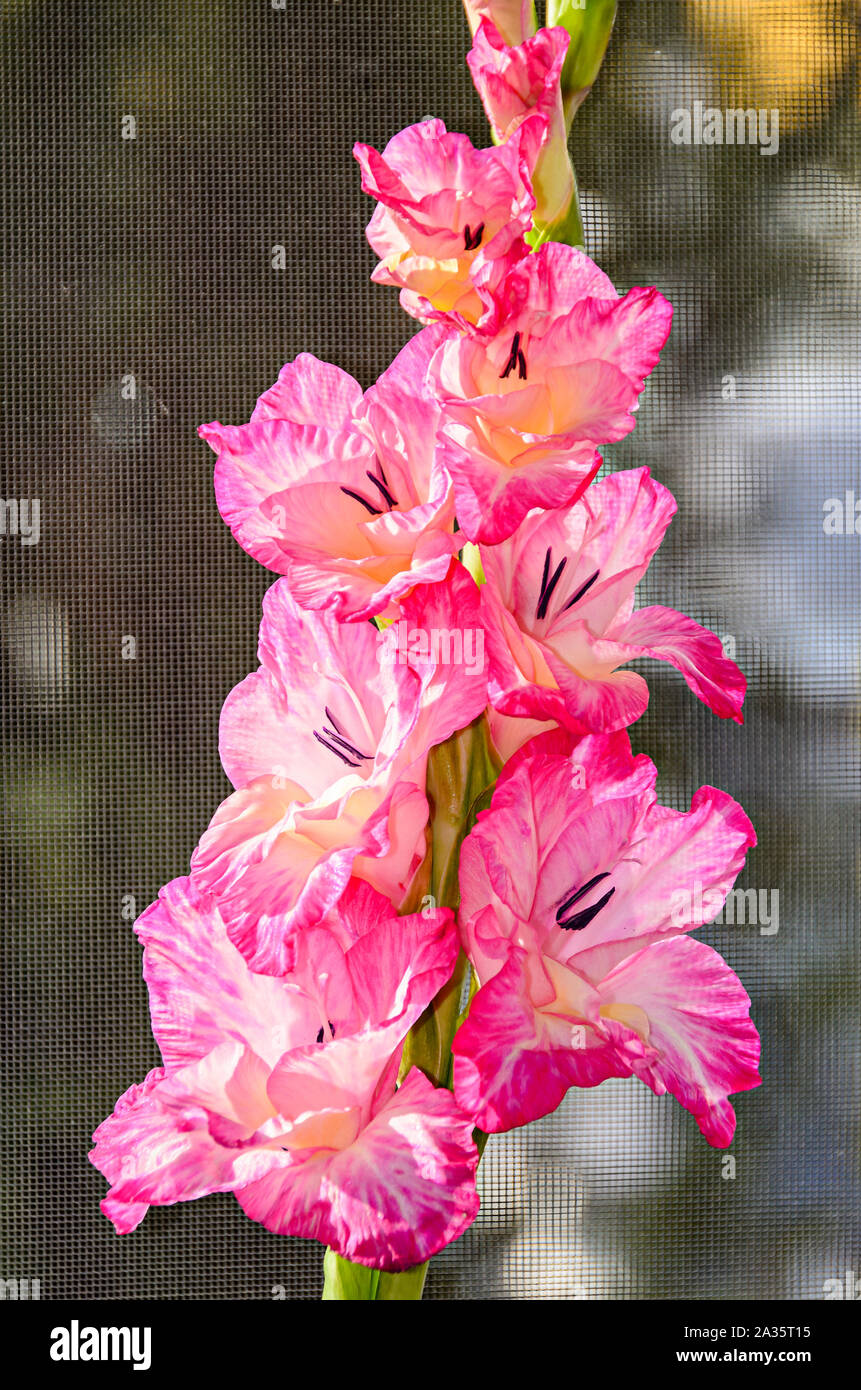 Orange Gladiolus imbricatus flower, close up. Stock Photo