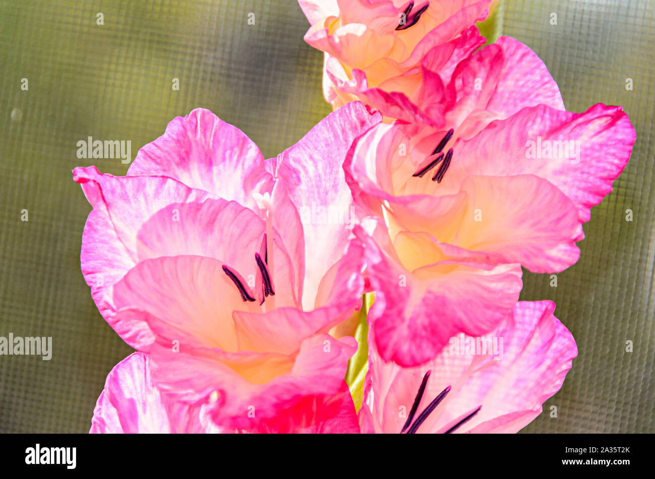 Orange Gladiolus imbricatus flower, close up. Stock Photo