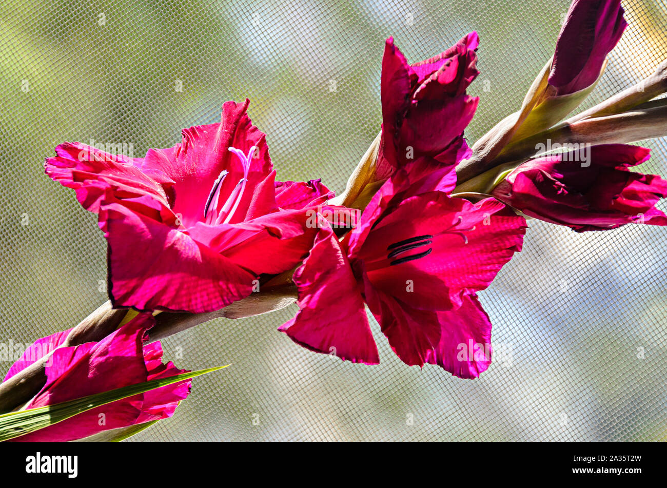 Orange Gladiolus imbricatus flower, close up. Stock Photo