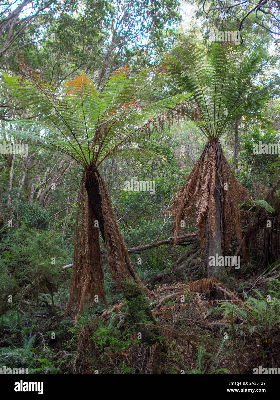 McKenzie River Rainforest Walk lush vegetation Stock Photo