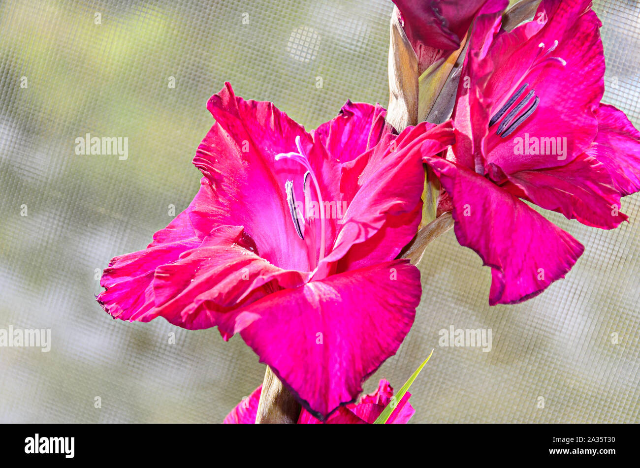 Pink Gladiolus imbricatus flower, close up. Stock Photo