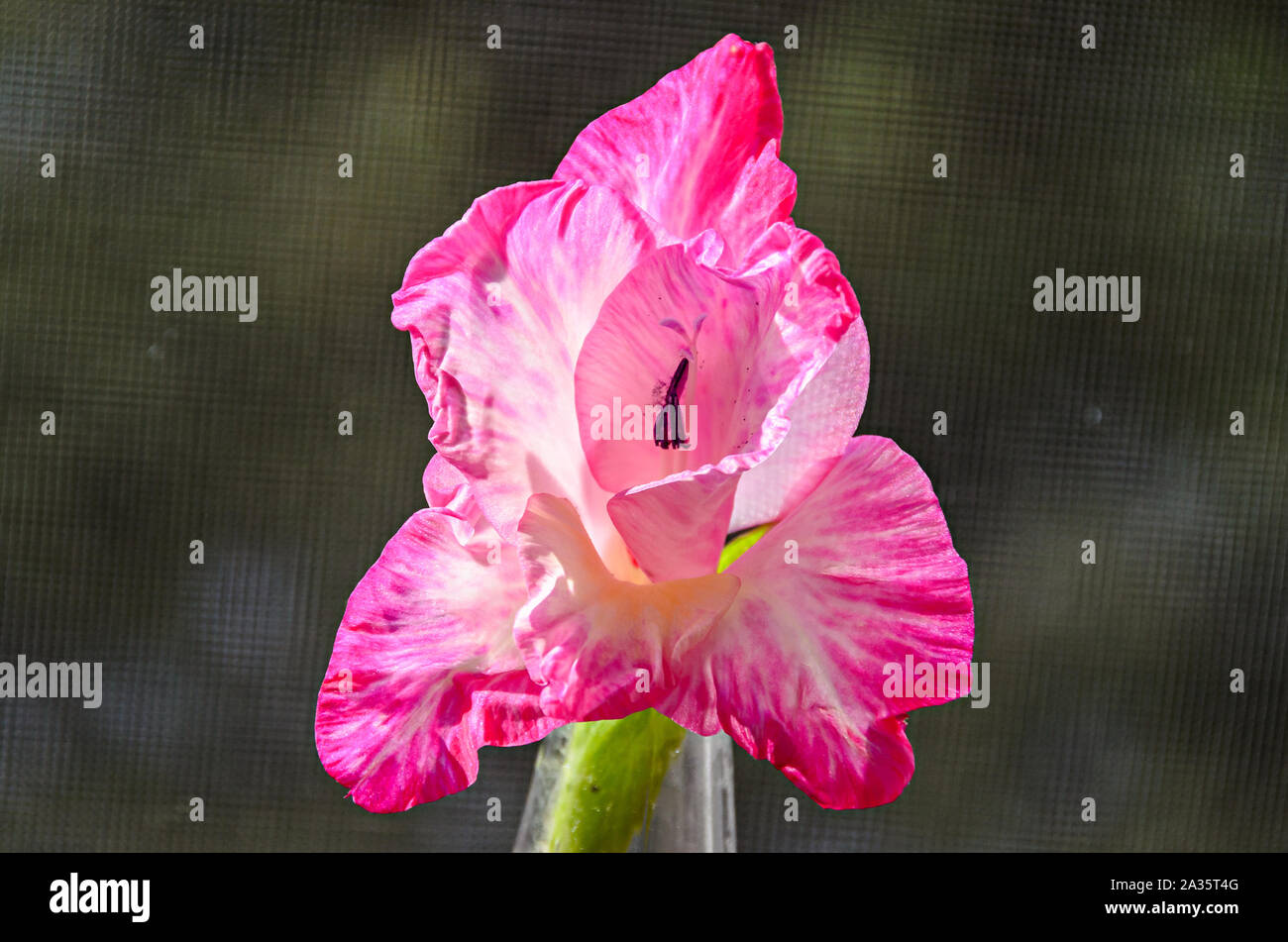 Pink Gladiolus imbricatus flower, close up. Stock Photo