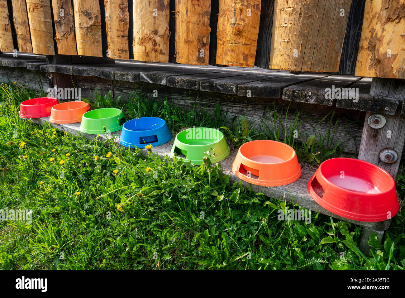 colorful dog bowls