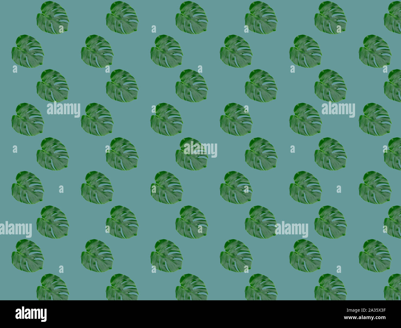 Monstera leaf seamless pattern. Tropical leaves on a gray-blue background. Stock Photo