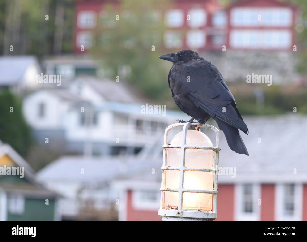 A northwestern crow (Corvus caurinus) perches on a lamp, perhaps warming itself on a chilly evening while it surveys the harbour for food, on the boar Stock Photo