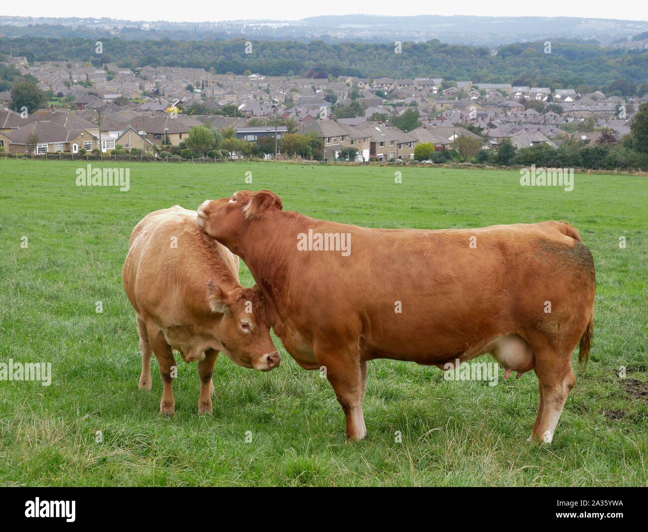 Two light brown cows rubbing their heads on each other stood in a field of green grass in Yorkshire England Stock Photo