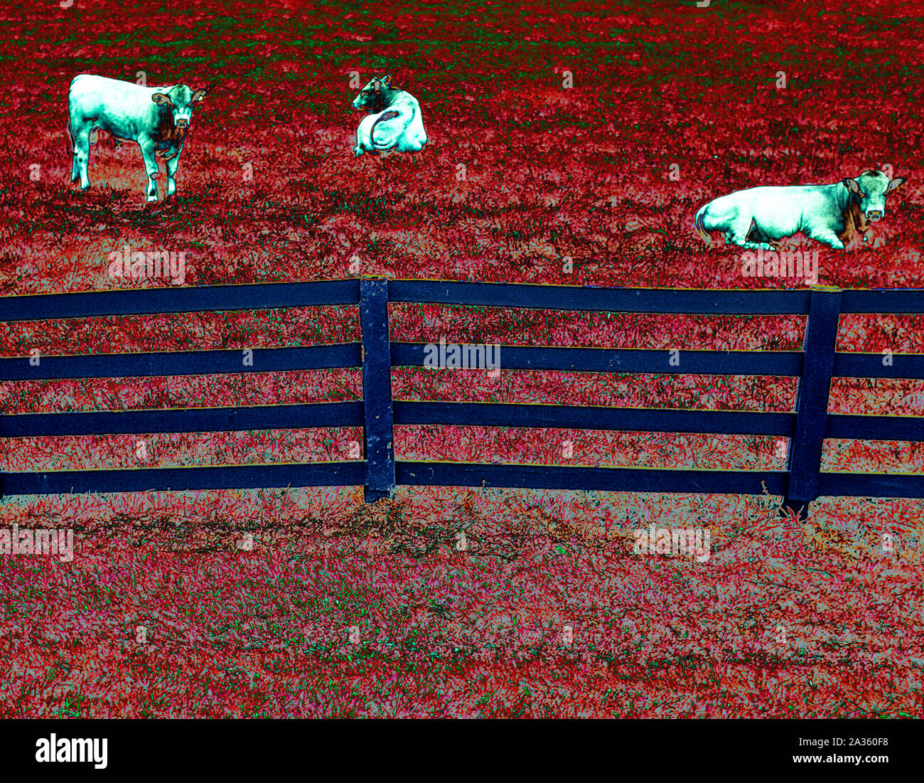 Dairy cows in field Stock Photo - Alamy