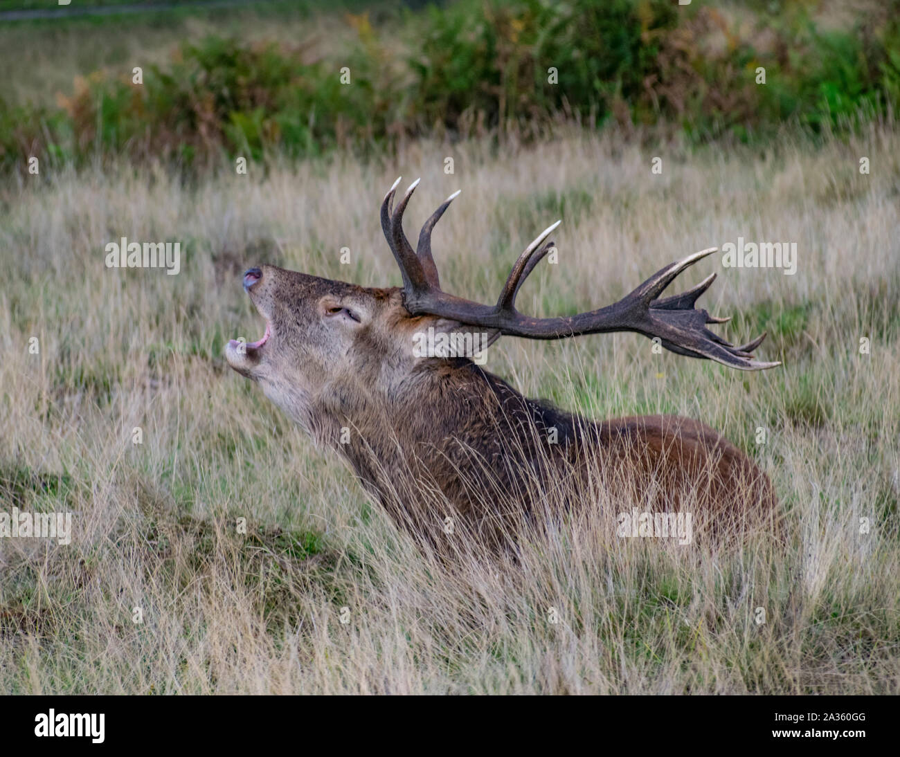 Red stag deer barking with dry long grass in  Richmond Park, London Borough of Richmond upon Thames, England Stock Photo