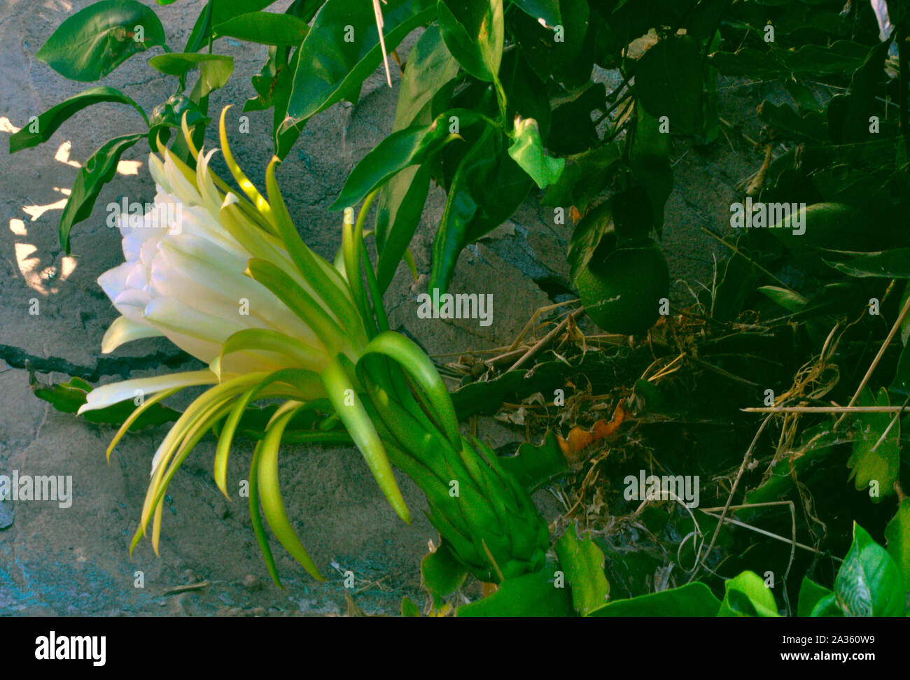 One day bloom Stock Photo Alamy