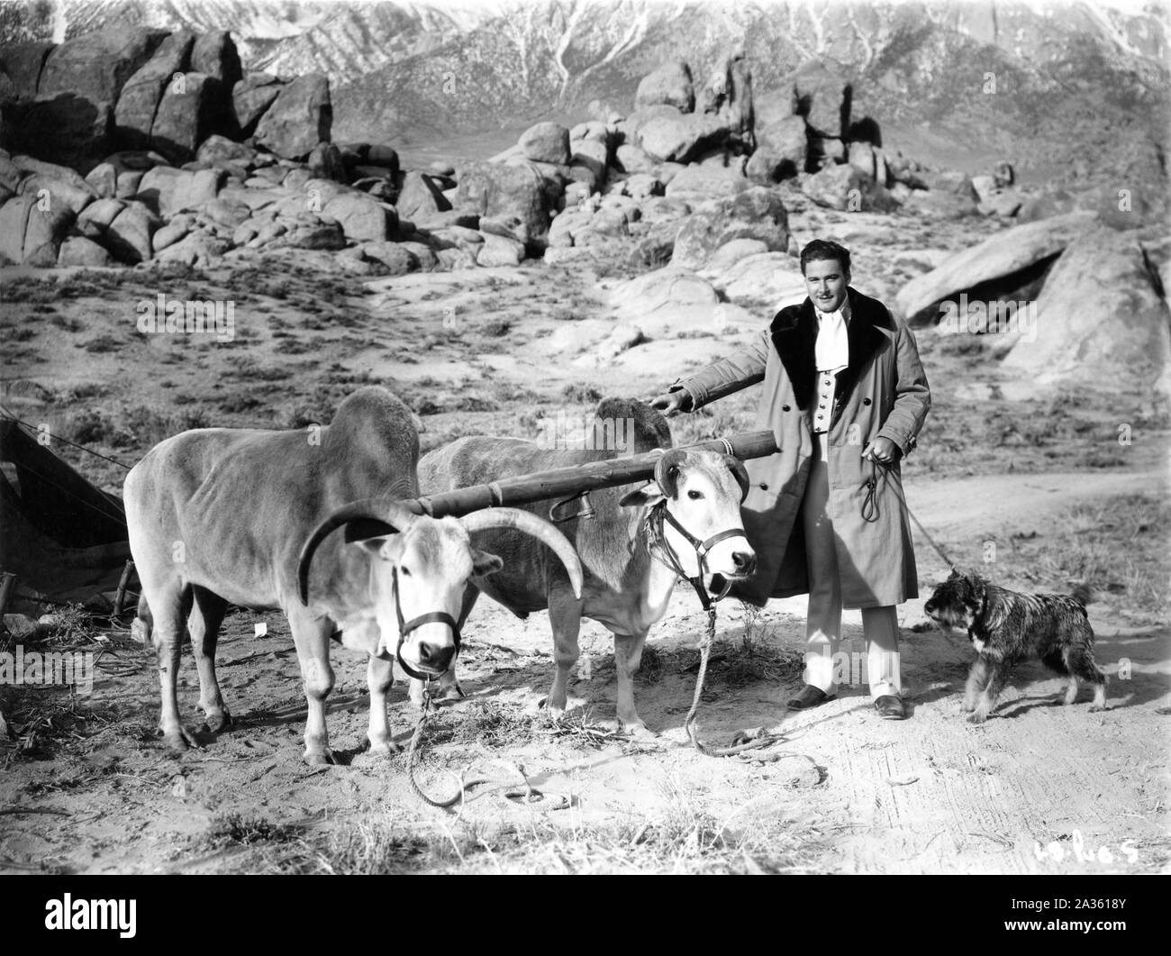 ERROL FLYNN as Major Geoffrey Vickers on location candid  Lone Pine California with his Schnauzer dog Arno during filming of THE CHARGE OF THE LIGHT BRIGADE 1936 director MICHAEL CURTIZ poem Alfred Lord Tennyson music Max Steiner Warner Bros. Stock Photo