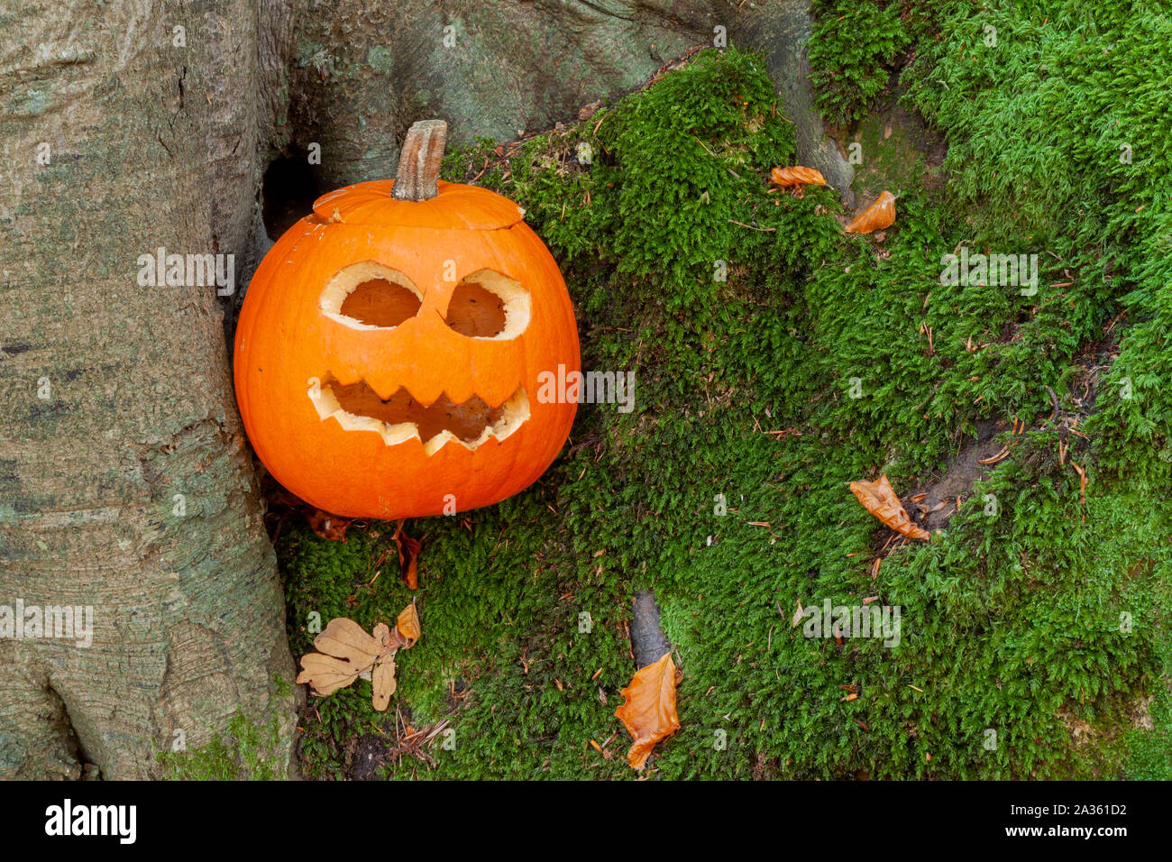 Big Pumpkin Scary Face Halloween Photo Stock Illustration 710535712
