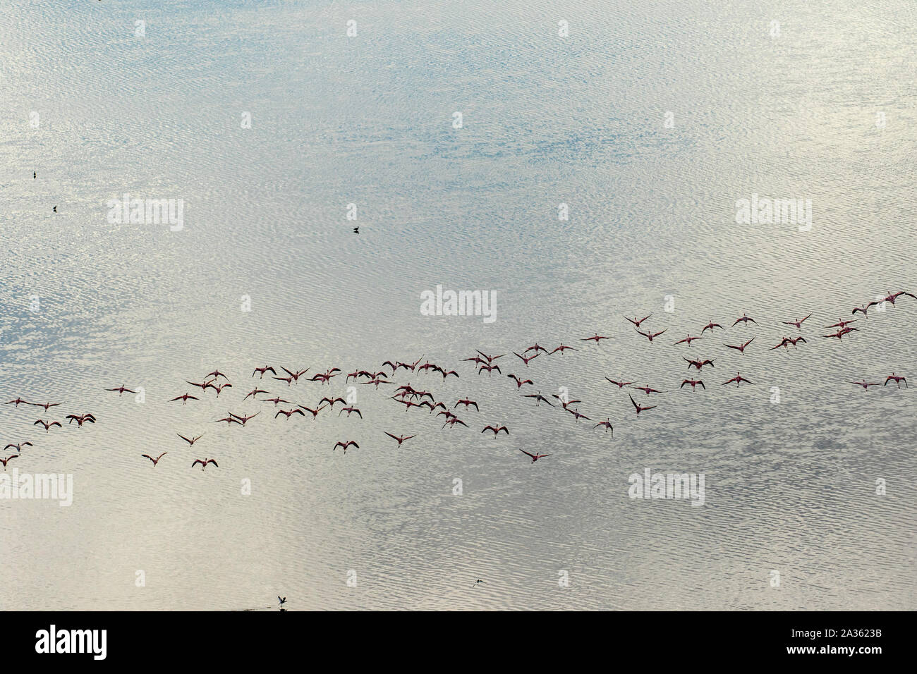 Africa, Tanzania, Aerial view of flock of  Greater and Lesser Flamingos flying above salt waters of Lake Natron Stock Photo
